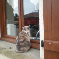 Photo de profil de Gribouille