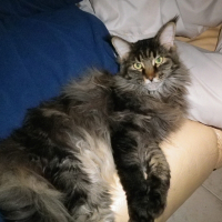 Photo de profil de Cachou