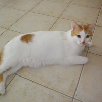 Photo de profil de Nougat