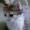 Photo de Pixelle