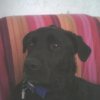 Photo de Sherpa 