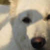 Photo de Shadow