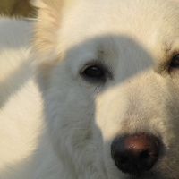 Photo de profil de Shadow