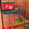 Photo de Praline, Hamster