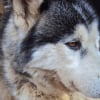 Photo de Atlas, Husky Sibérien