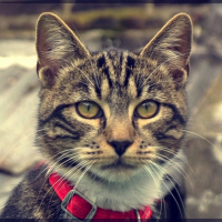 Photo de profil de Denzel