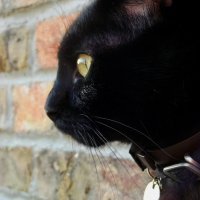 Photo de profil de Khadafi