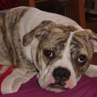 Photo de profil de Furka