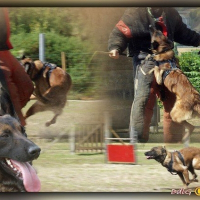 Photo de profil de E'falcko de l'esprit canin