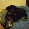 Photo de Julie, Griffon Belge