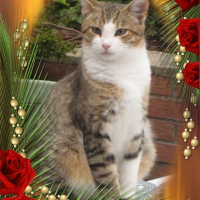 Photo de profil de Grysou