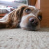 Photo de Gomette