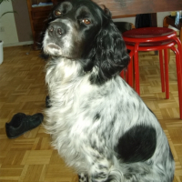 Photo de profil de Destey {chasseur de mouche}