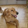 Photo de Nala