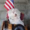 Photo de Fidji, Bichon Havanais