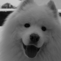 Photo de profil de Celtik