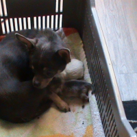 Photo de profil de Hella