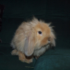 Photo de Praline