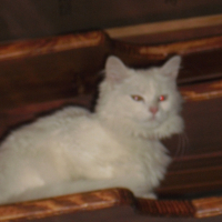 Photo de profil de Elfy