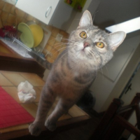 Photo de profil de Chanel