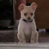 Photo de Chico