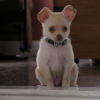 Photo de profil de Chico