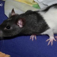 Photo de profil de Radounette