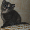 Photo de Yoshi