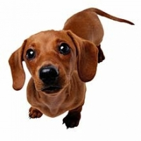Photo de profil de Chanelle