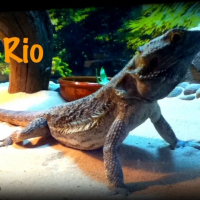 Photo de profil de Rio