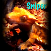 Photo de profil de Snyper