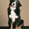 Photo de Darma