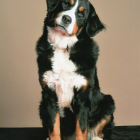 Photo de profil de Darma