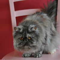 Photo de profil de Vestalie