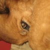 Photo de Urnaie, Berger Allemand
