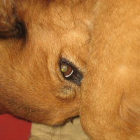 Photo de profil de Urnaie