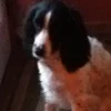 Photo de Molly, Springer Anglais