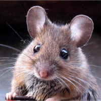 Photo de profil de Stoper
