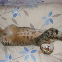 Photo de profil de Minette