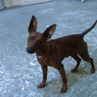 Photo de profil de Chopin
