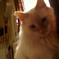 Photo de profil de Friskie