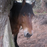 Photo de profil de Iliade
