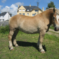 Photo de profil de Tulipe