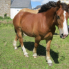 Photo de Agrippine
