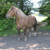 Photo de profil de Sabah