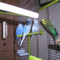 Photo de profil de Les fifi