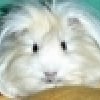 Photo de Chouquette