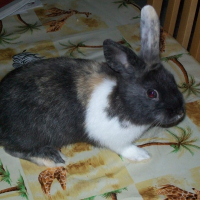 Photo de profil de Bunny