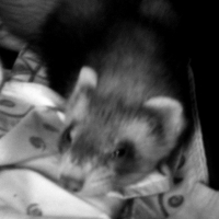 Photo de profil de Lupin