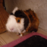 Photo de profil de Cookies